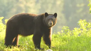 Evening with the Bears Sunset Excursion